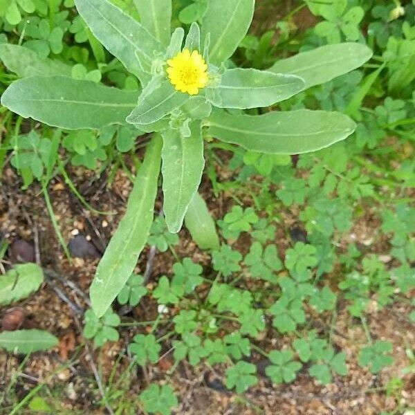 Calendula arvensis পাতা