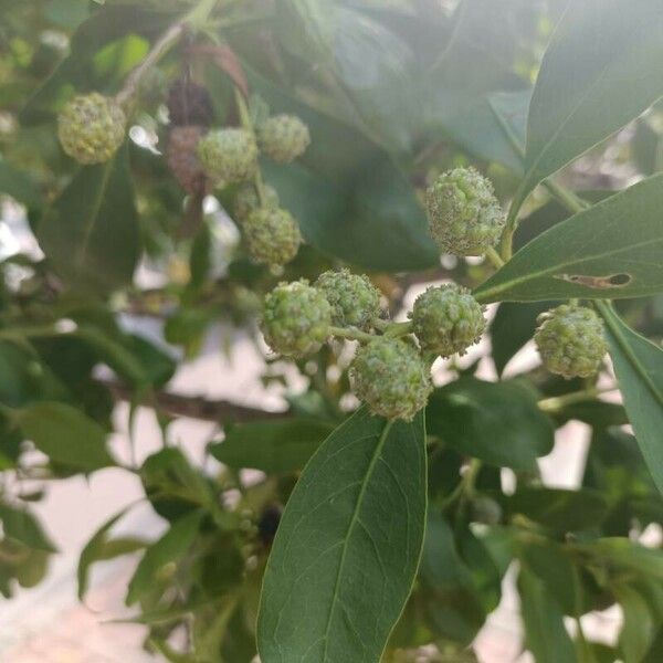 Conocarpus erectus Fruit