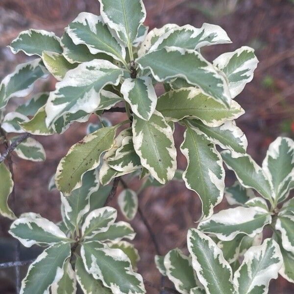 Pittosporum tenuifolium Fuelha