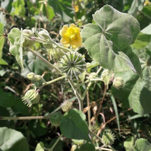 Abutilon theophrasti Фрукт