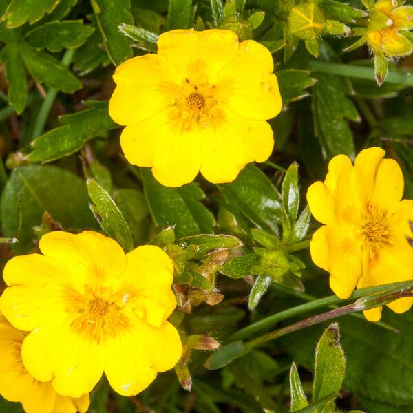 Potentilla aurea Blomma