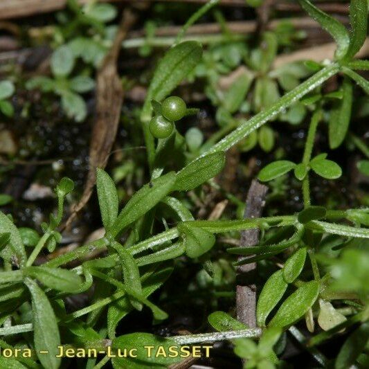 Galium trifidum Плід