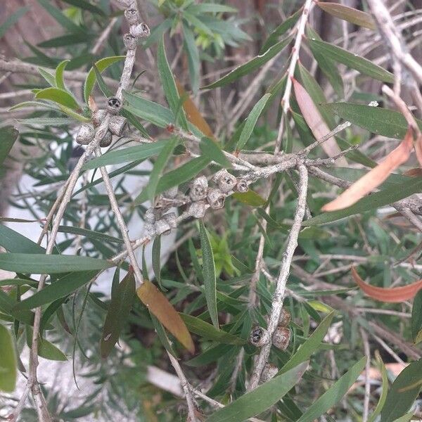 Callistemon viminalis Leaf