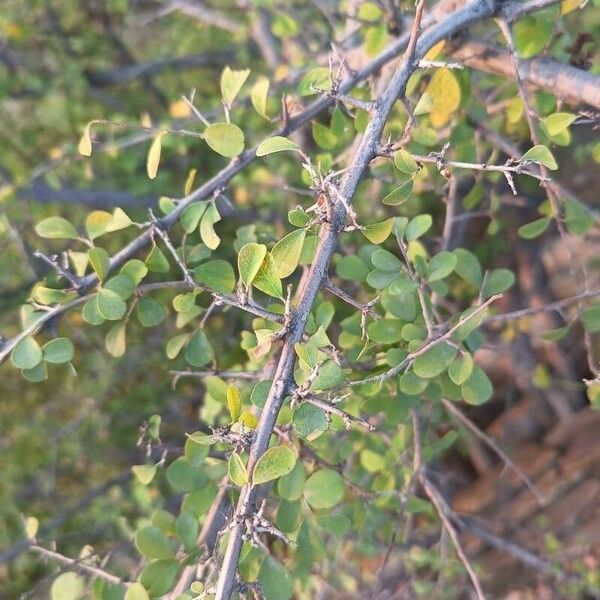 Flueggea leucopyrus Leaf