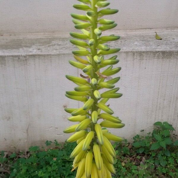 Aloe vera Flor