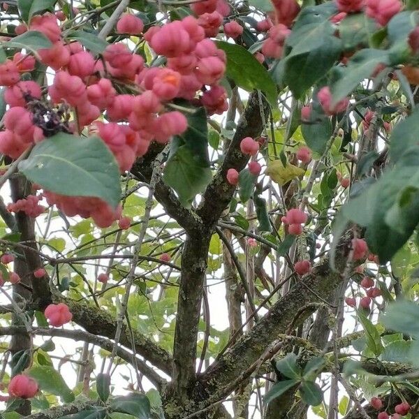 Euonymus europaeus Frutto