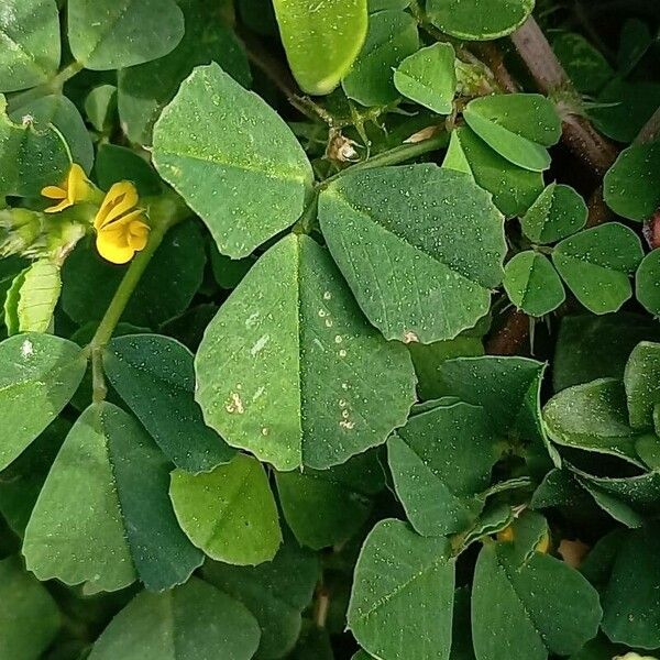 Medicago polymorpha Liść