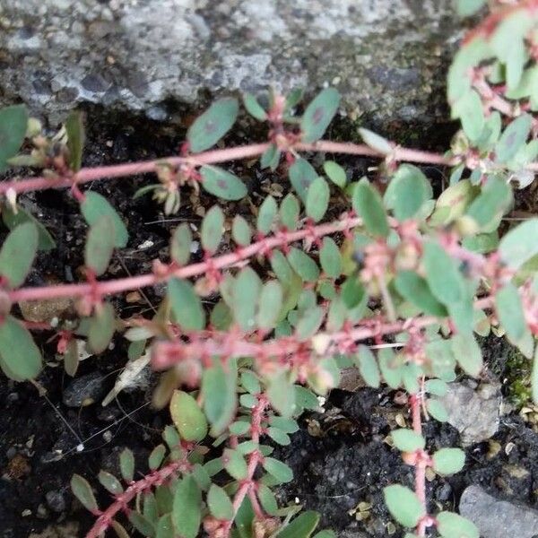 Euphorbia maculata List