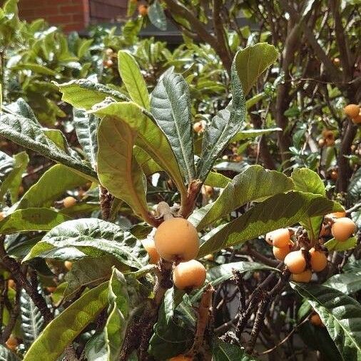 Rhaphiolepis bibas Fruit