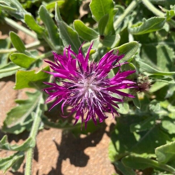 Centaurea sphaerocephala Květ