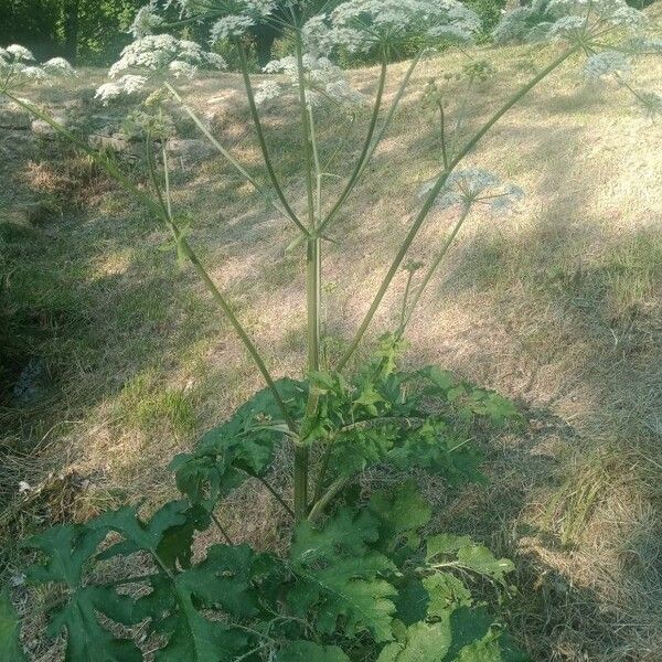 Heracleum sphondylium List