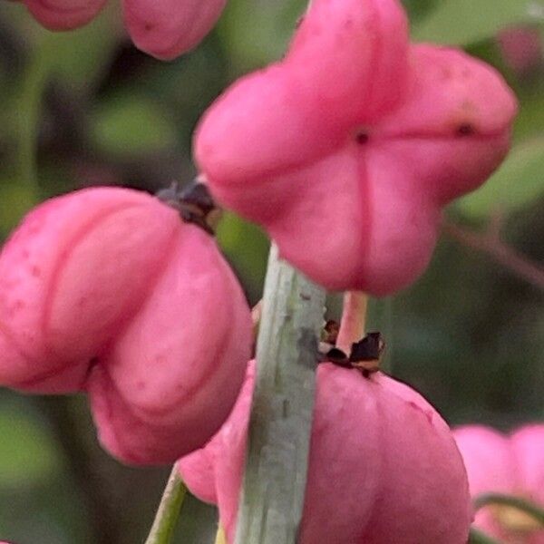 Euonymus europaeus Frukto