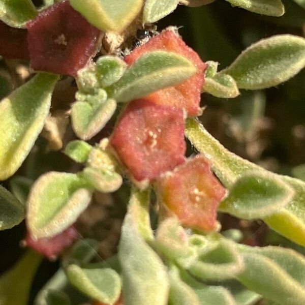 Aizoon canariense Fruit