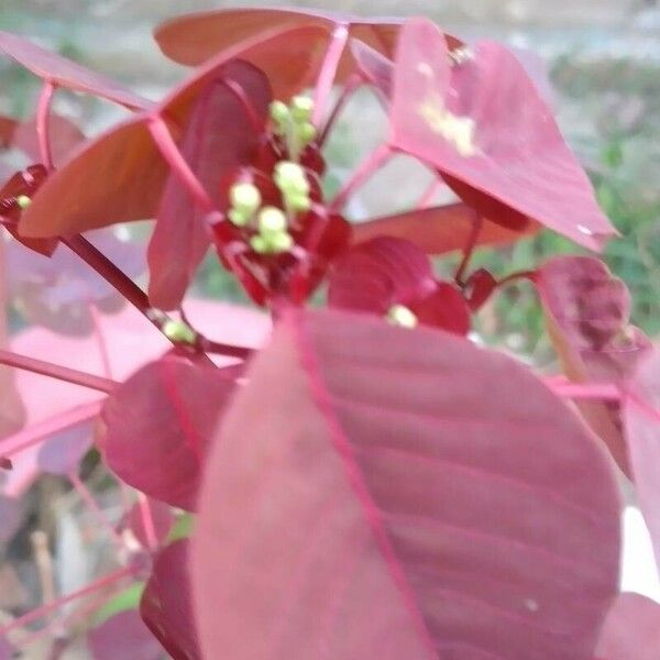 Euphorbia cotinifolia Frunză