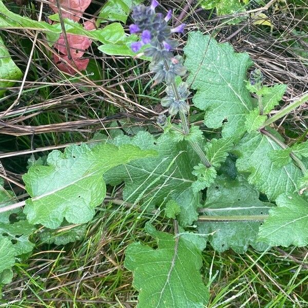 Salvia × sylvestris ഇല