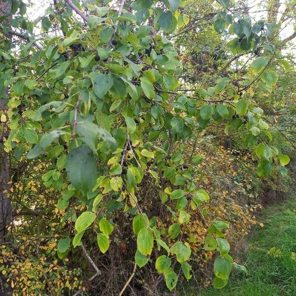 Rhamnus cathartica 形态