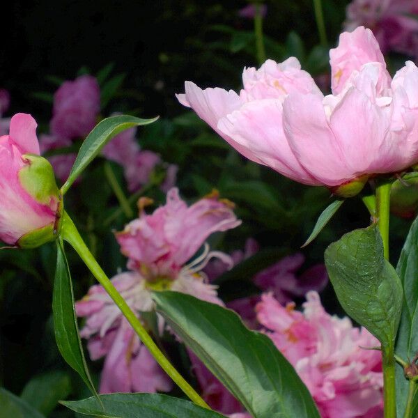 Paeonia lactiflora Flower