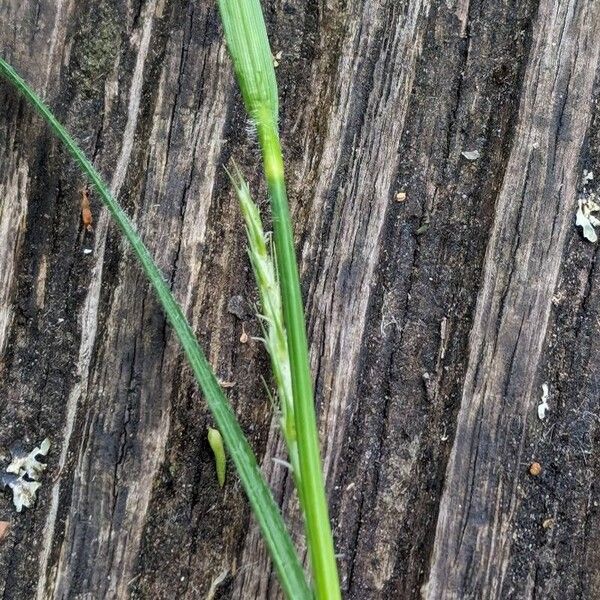 Carex hirta Folla