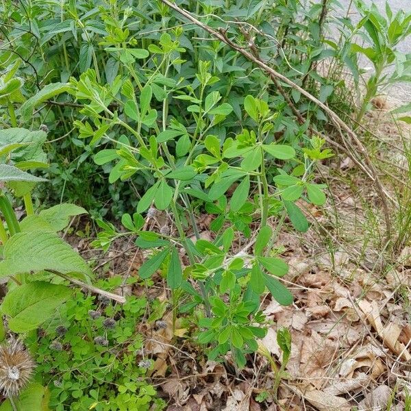 Baptisia tinctoria Elinympäristö