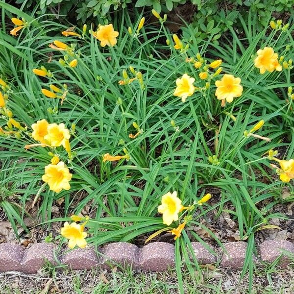 Hemerocallis lilioasphodelus Yeri