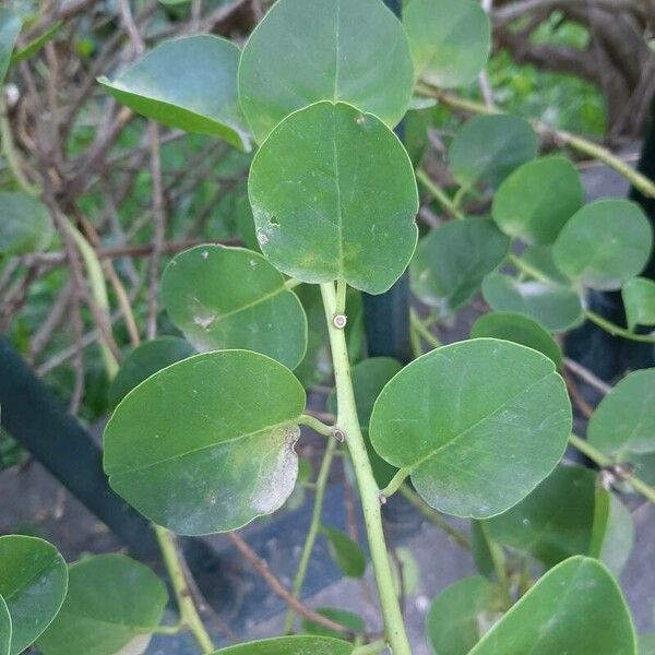 Capparis spinosa Φύλλο