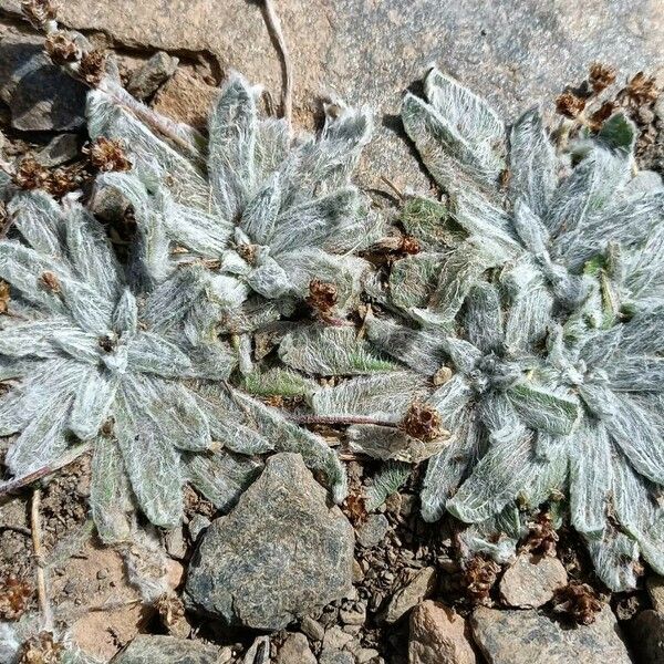 Plantago nivalis Flower