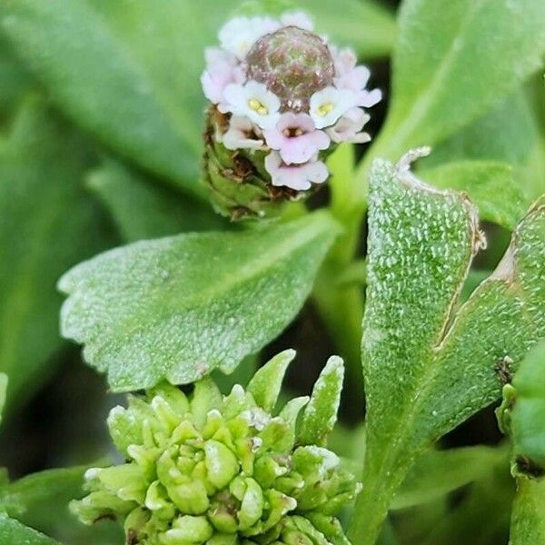 Phyla nodiflora फूल