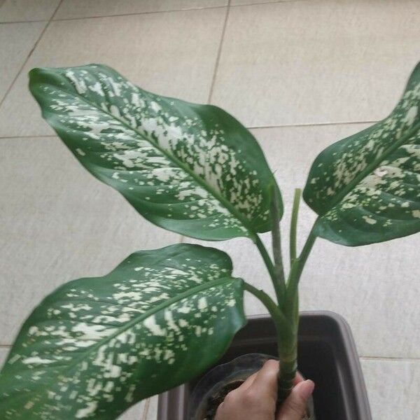 Dieffenbachia seguine Blad