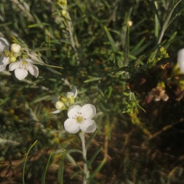 Gomphostigma virgatum Flor