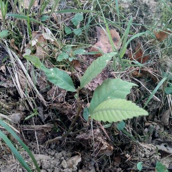 Castanea sativa Blad