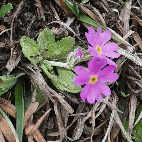 Primula farinosa Habit