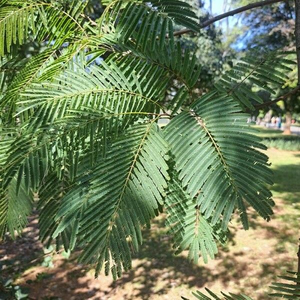 Anadenanthera colubrina Blad