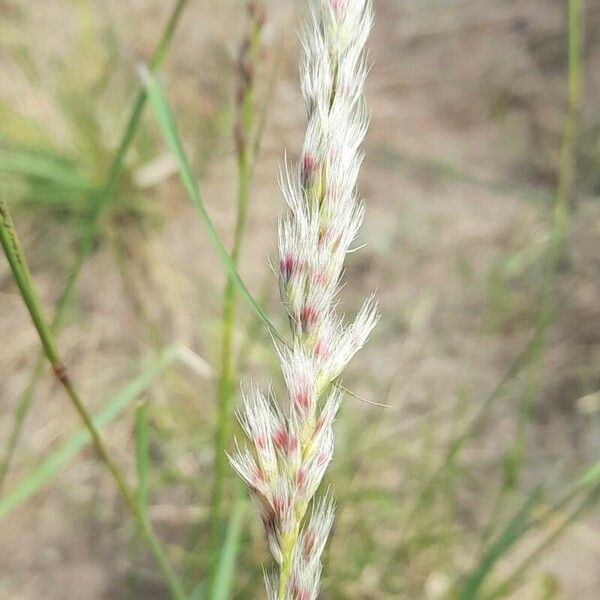 Pappophorum mucronulatum Flower