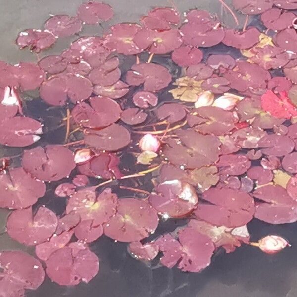 Nymphaea candida Fuelha