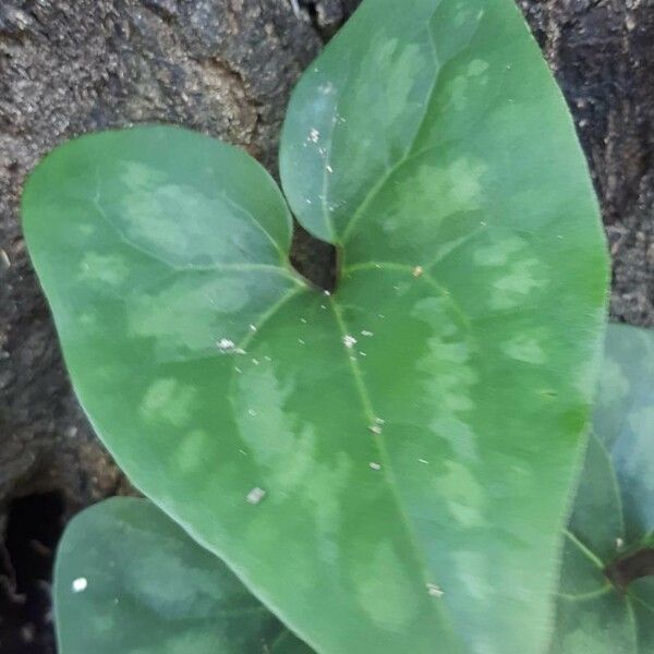 Hexastylis arifolia পাতা