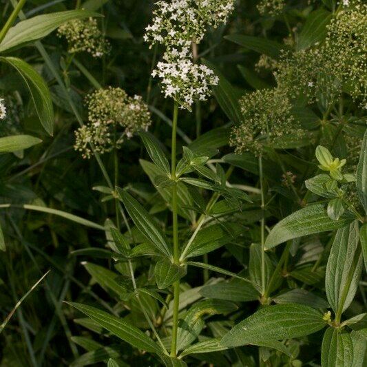 Galium rubioides Egyéb