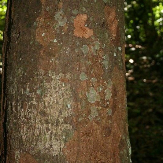 Ecclinusa guianensis Kora