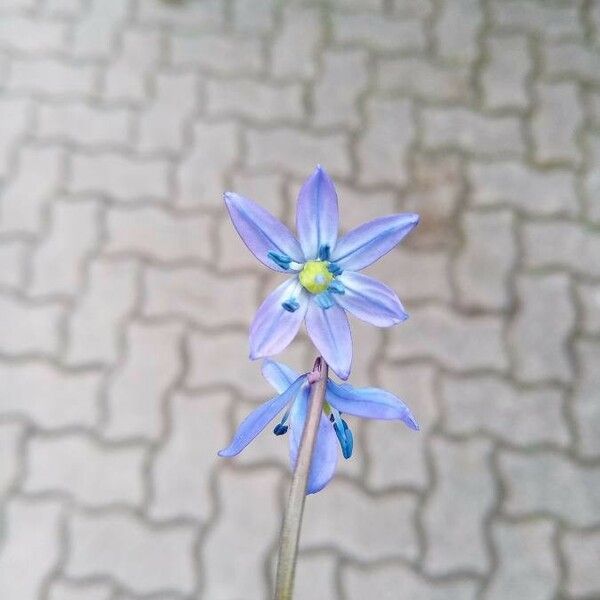 Scilla siberica Flower