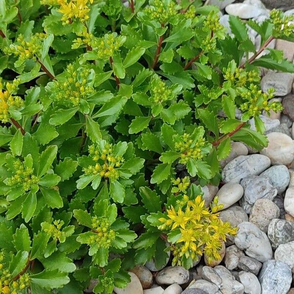 Phedimus aizoon Flower