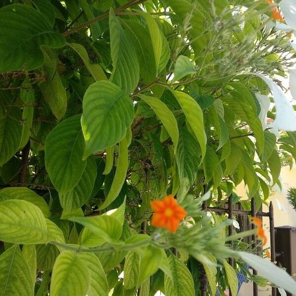 Mussaenda frondosa Blatt