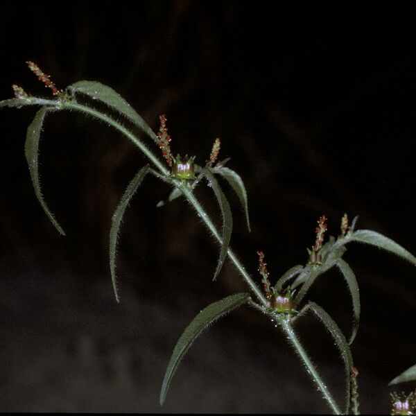 Microstachys corniculata Кветка