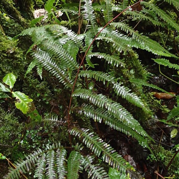 Pteris catoptera Folla