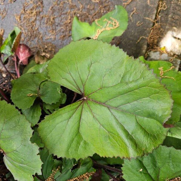 Ligularia dentata ഇല