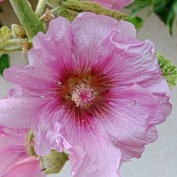 Alcea rosea Flower