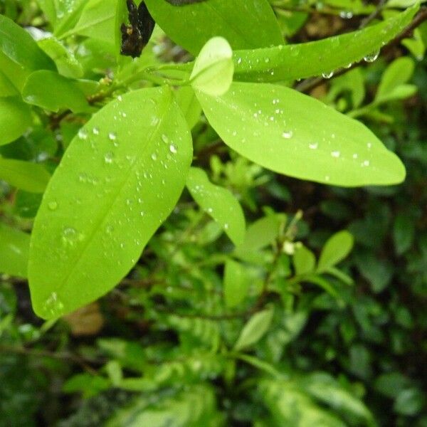 Erythroxylum coca Blad