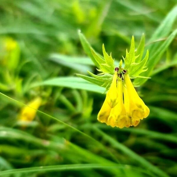 Melampyrum pratense 花