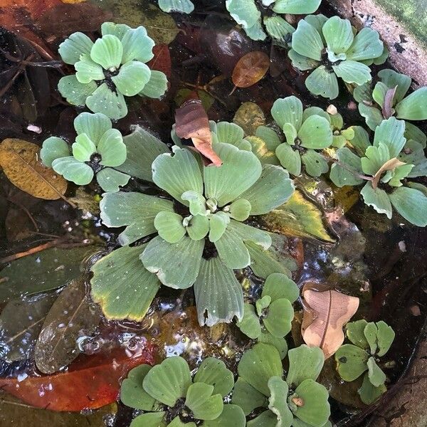 Pistia stratiotes Лист