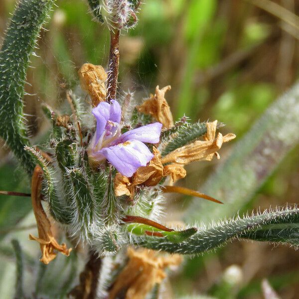 Hygrophila auriculata Flower