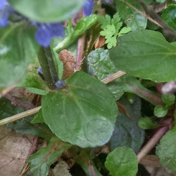 Ajuga reptans ᱥᱟᱠᱟᱢ