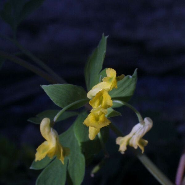 Corydalis flavula Flower